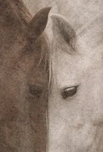 Two horses standing closely together